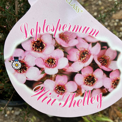 Leptospermum 'Wiri Shelley' 200mm