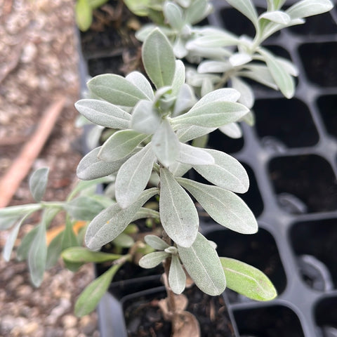 Eremophila Blue Horizon tube