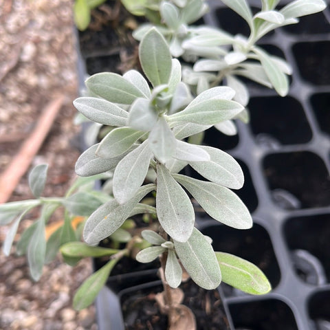 Eremophila Blue Horizon 140mm