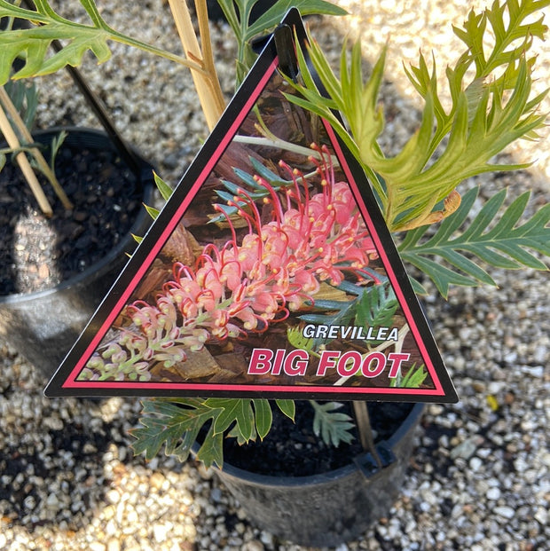 Grevillea Big Foot 140mm