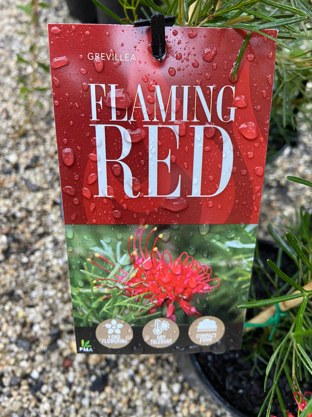 Grevillea Flaming Red 140mm