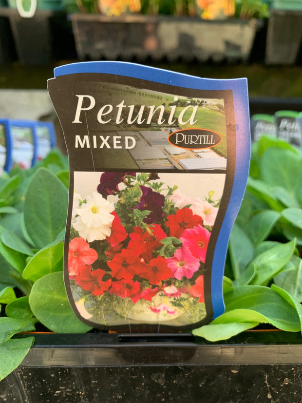 Petunia mixed