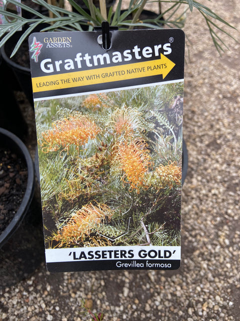 Grafted Grevillea Lassiter's Gold 200mm