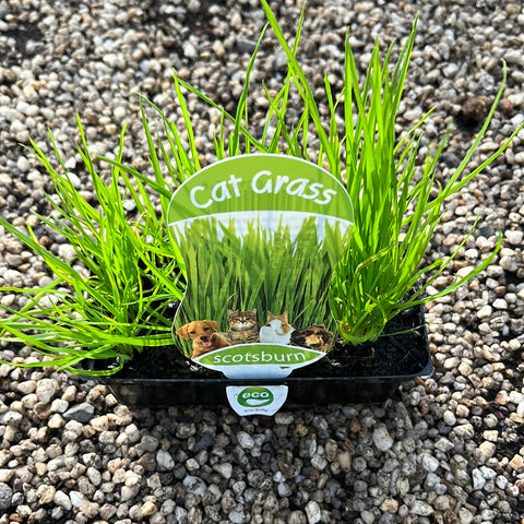 Cat Grass - Scotsburn