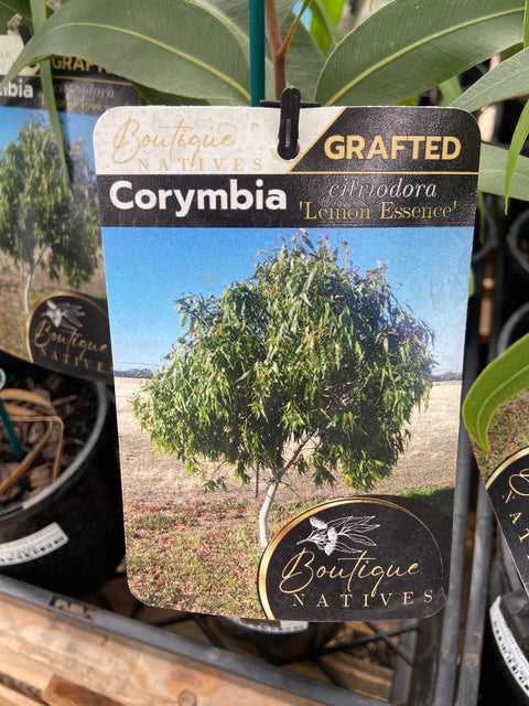 Grafted Corymbia 140mm