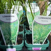 Lomandra hystrix mat rush Tube