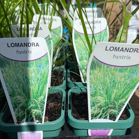 Lomandra hystrix mat rush Tube