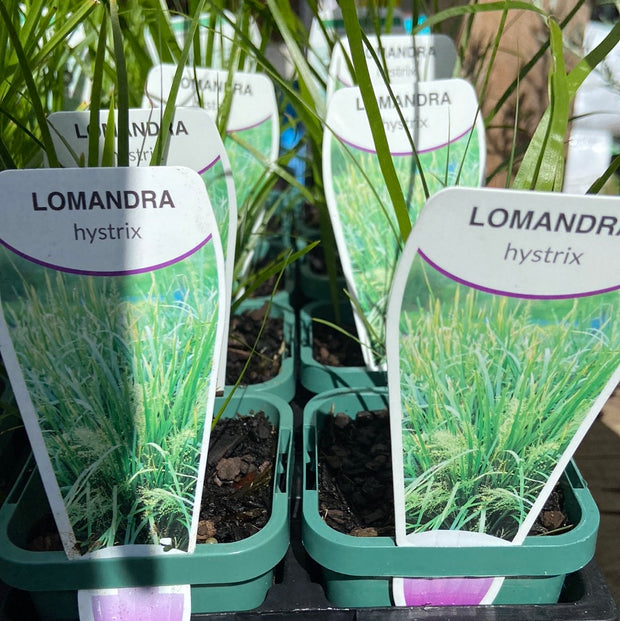 Lomandra hystrix mat rush Tube