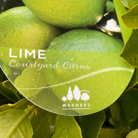 Courtyard Lime 250mm