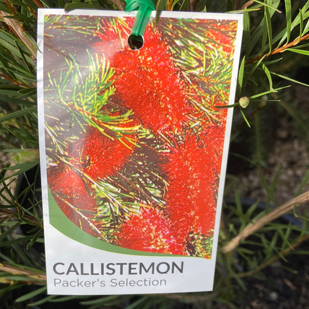 Callistemon Packers Selection 200mm