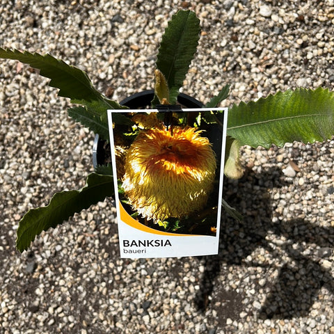 Banksia Baueri  140mm