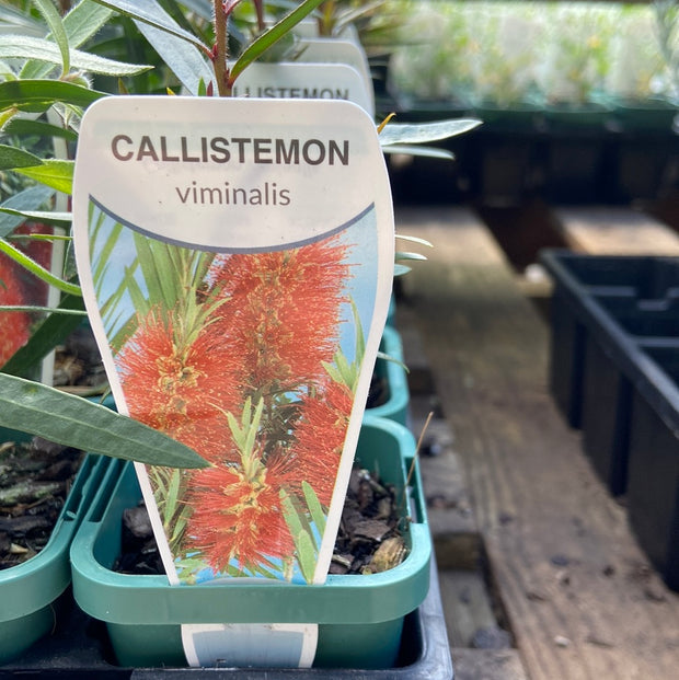 Callistemon viminalis  weeping Tube