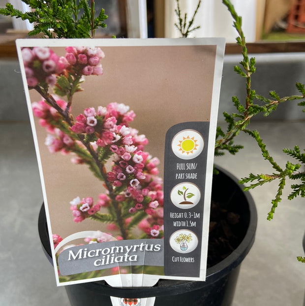 Micromyrtus ciliata prostrate tube