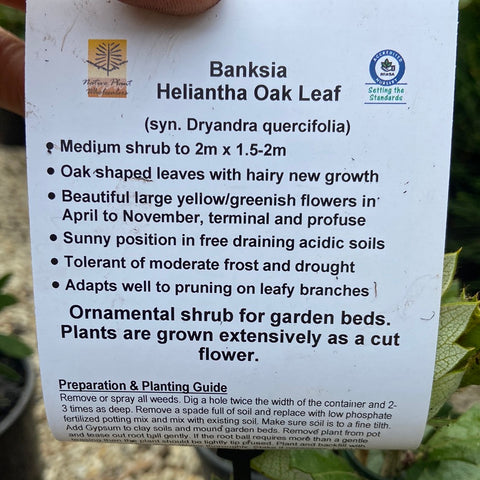 Banksia heliantha syn quercifolia  - 140 mm