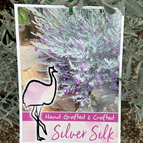 Eremophila Silver silk Grafted 250mm