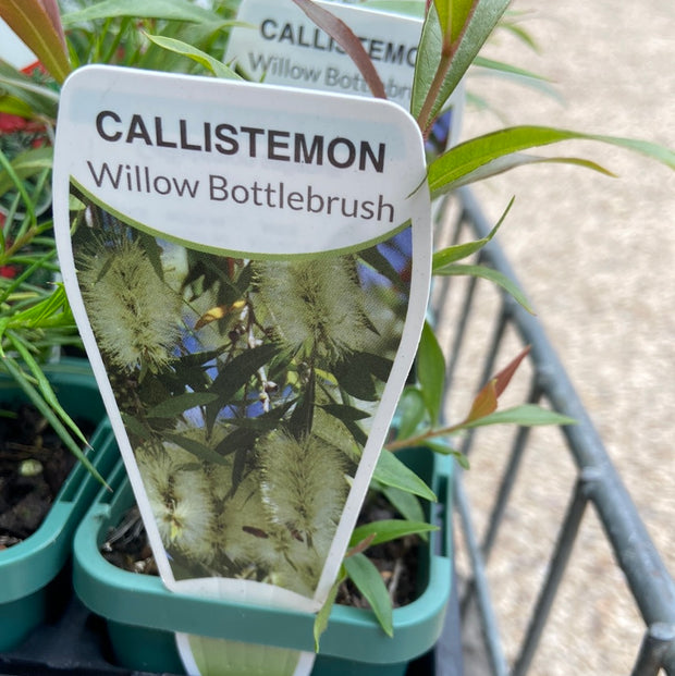 Callistemon Salignus TUBE