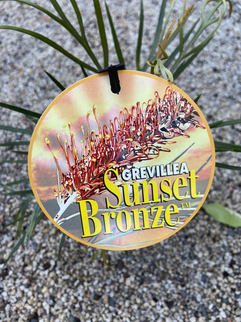 Grevillea sunset bronze 140m