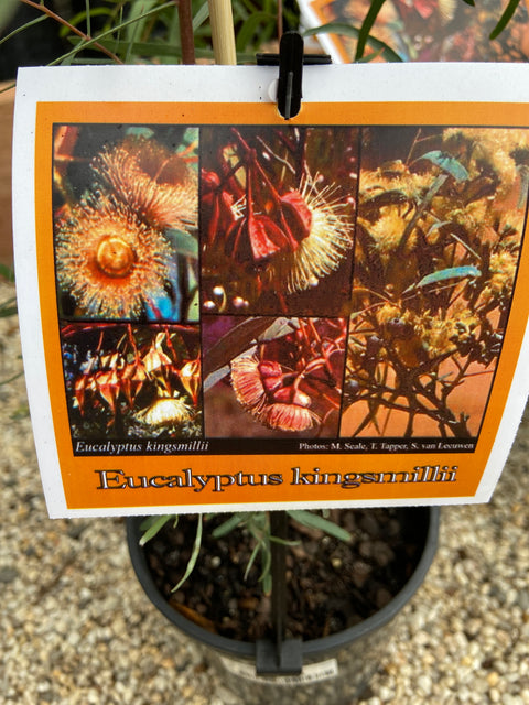 Eucalyptus kingsmillii 140mm