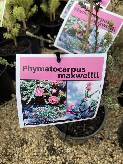 Phymatocarpus maxwellii 140mm