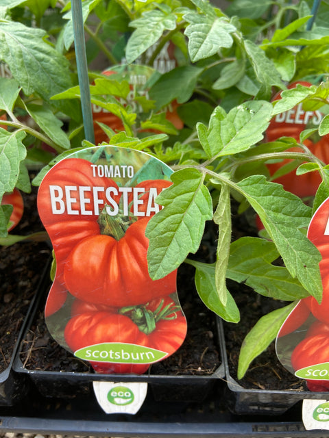 Tomato beefsteak maxi
