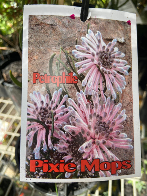 Petrophile Pixie Mops 200mm