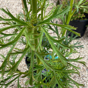 Trachymene coerulea  140 mm