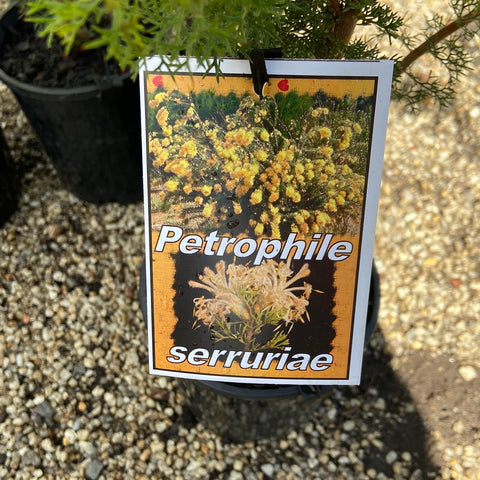 Petrophile serruriae 140mm