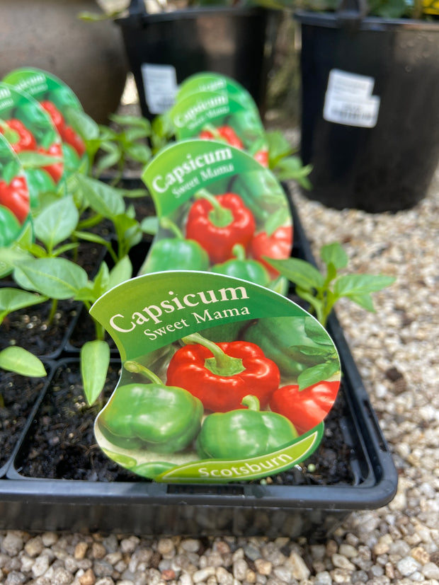 Capsicum sweet mama