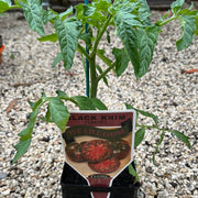 Heirloom Tomato Black Krim