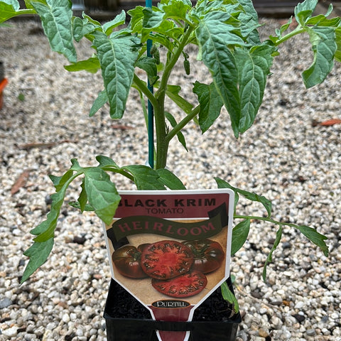 Heirloom Tomato Black Krim