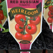 Red Russian tomato Heirloom