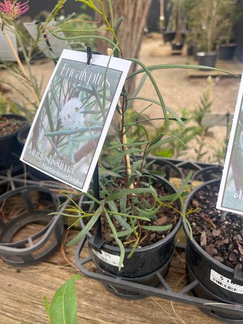 Eucalyptus angustissima 140mm