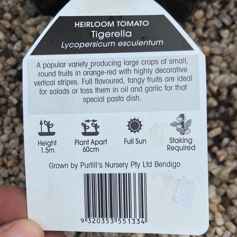 Tigerella tomato heirloom