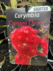 Grafted Corymbia 140mm