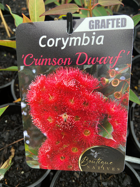 Grafted Corymbia 140mm
