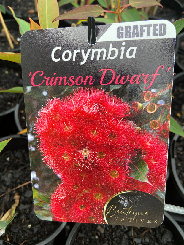 Grafted Corymbia 140mm