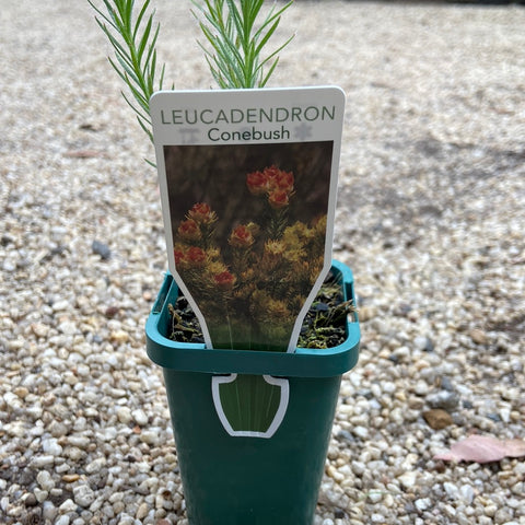 Leucadendron Conebush TUBE