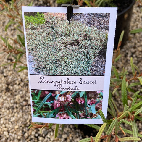 Lasiopetalum baueri Prostrate 140mm