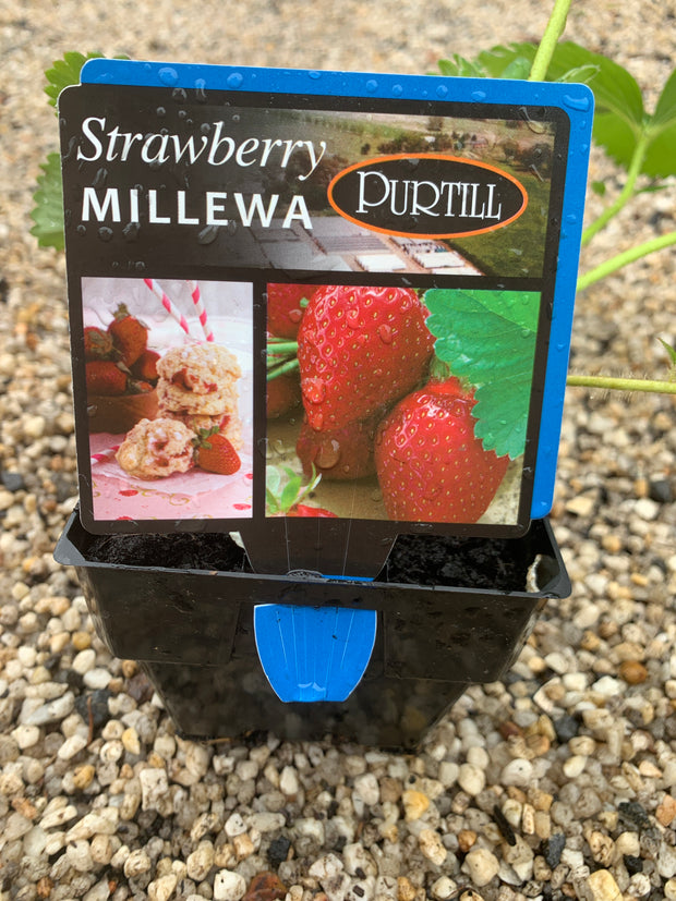 Strawberry Millens - Purtill maxi