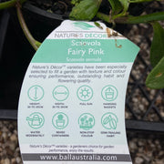 Scaevola Fairy Pink 140m