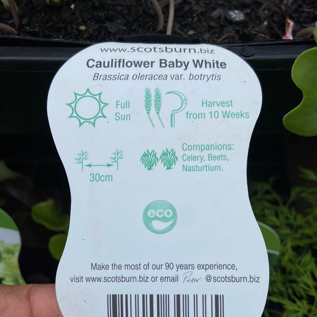 Cauliflower ‘baby white’ Scotsburn
