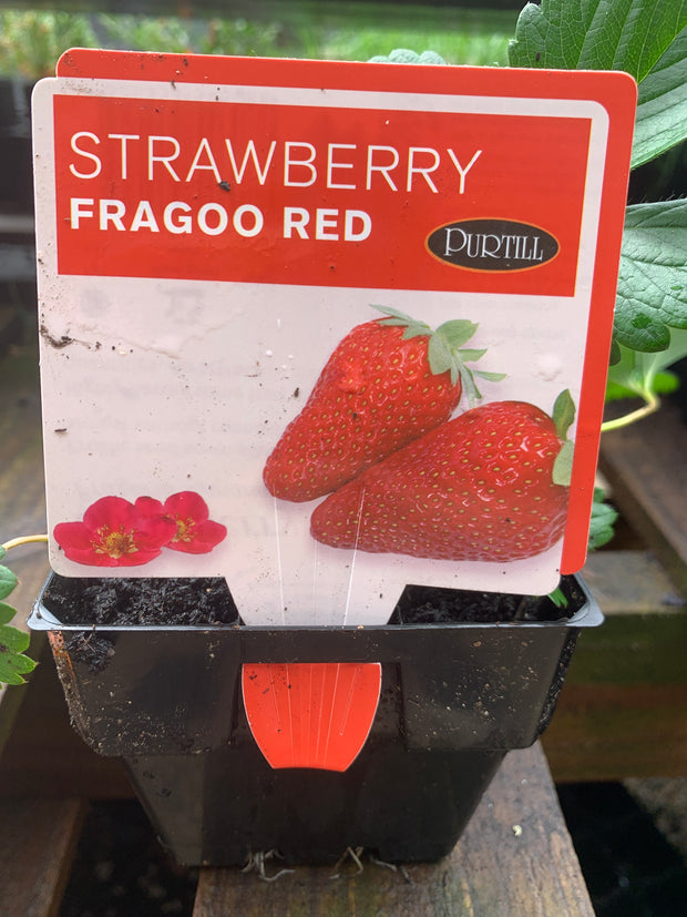 Strawberry Fragoo Red - Purtills maxi