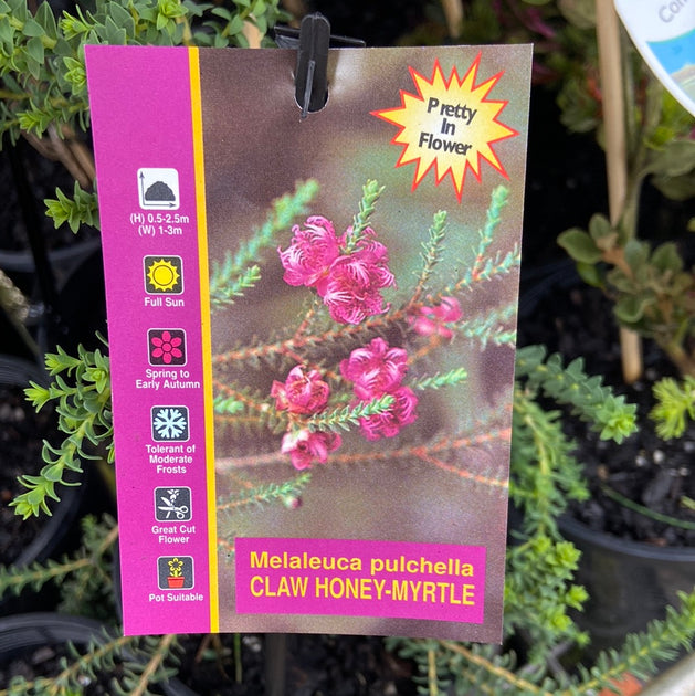 Native Shrubs to 2m Page 3 Great Ocean Road Nursery ABN 61907322965