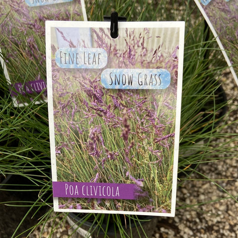 Poa clivicola 140mm