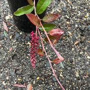 Grevillea Crimson Carpet 140mm
