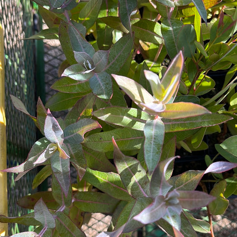 Eucalyptus Globulus tube