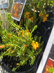 Lechenaultia Mango 140mm
