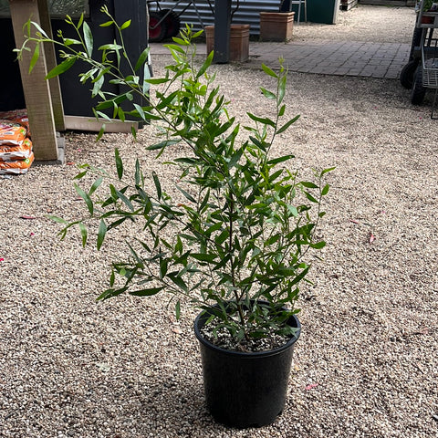 Acacia verniciflua ‘Varnish Wattle’ 200mm