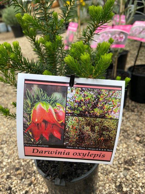 Darwinia oxylepis 140mm