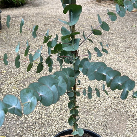 Eucalyptus Cinerea 200mm